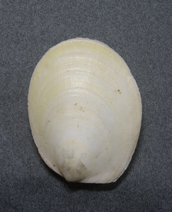 貝の標本 Acesta marissincia 106mm..台湾
