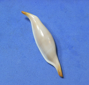貝の標本 Phenacovola tokioi 49mm.freak 