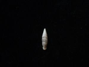 貝の標本 Hemiphaedusa myersi 14.1mm.台湾