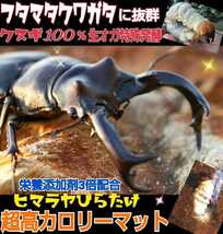 オオクワガタ専用☆超高カロリーマット☆生オガを特殊発酵！共生バクテリア・特殊アミノ酸など栄養添加剤を３倍配合☆クヌギ１００％原料！_画像10