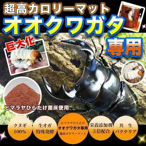  oo stag beetle exclusive use * super height calorie mat * raw oga. special departure .! symbiosis bacteria * special amino acid etc. nutrition addition agent .3 times combination * sawtooth oak, 100% feedstocks 