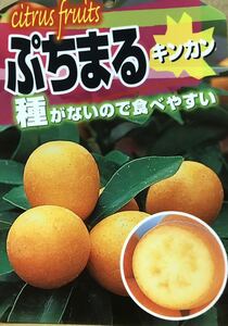 種が無いので食べやすい ぷちまる PVP金柑 接木苗木