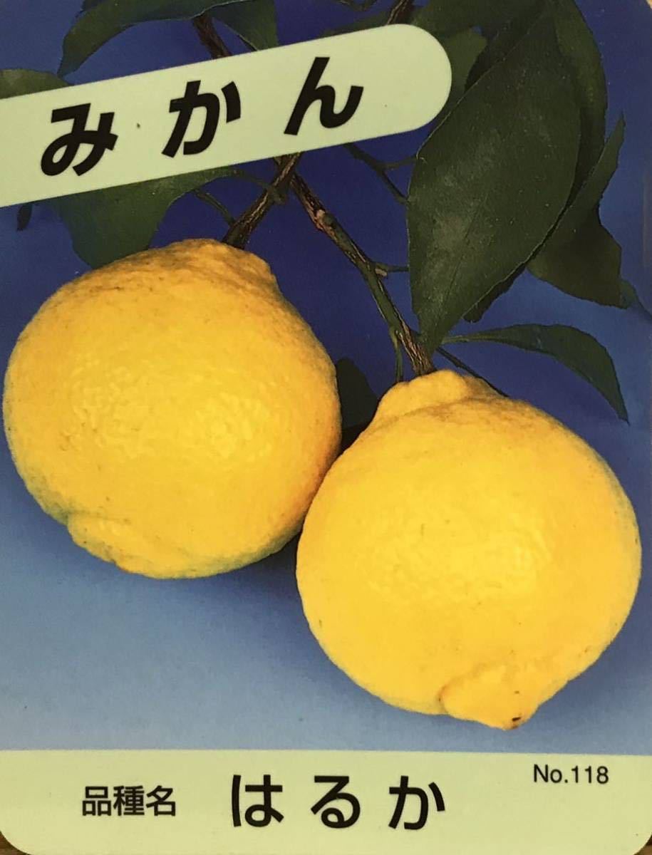 人気》 レモンの苗木