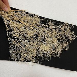 ソフトミニかすみ草*ホワイト