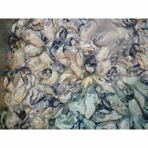 剥き カキ 身 1kg 瀬戸内・三陸産 新鮮牡蠣