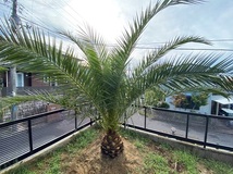 ★カナリーヤシ (1 種子 1 セット) DATE PALM★_画像6