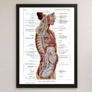 人体解剖図 断面図 医学 ビンテージイラスト 光沢 ポスター A3 バー カフェ クラシック インテリア 人間 図鑑 図解 医療 解剖学 グロテスク