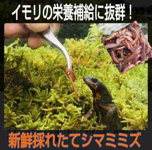 イモリの大好物！よく食べます！栄養満点！新鮮！採れたて直送！シマミミズ100匹セット☆爬虫類の餌、亀の餌、観賞魚の餌、釣りの餌にも！