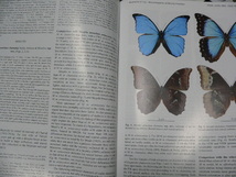 Tropical Lepidoptera Vol.30,No.2 モルフォチョウ・タテハチョウ・ジャノメチョウ・セセリチョウ新記載・分類・生態、蛾_画像3