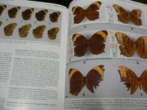 Tropical Lepidoptera Vol.30,No.2 モルフォチョウ・タテハチョウ・ジャノメチョウ・セセリチョウ新記載・分類・生態、蛾_画像8