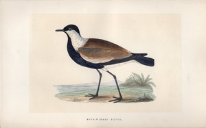 1867年 Bree ヨーロッパの鳥類史 手彩色 木版画 チドリ科 タゲリ属 マミジロゲリ SOCIAL PLOVER 博物画