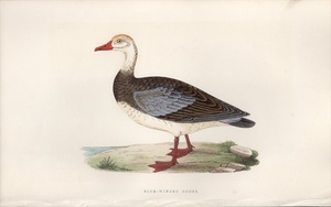 1867年 Bree ヨーロッパの鳥類史 手彩色 木版画 カモ科 アオバコバシガン属 アオバコバシガン BLUE-WINGED GOOSE 博物画