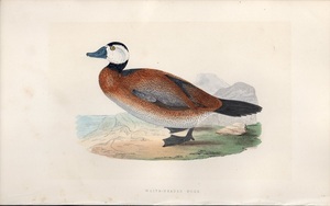 1867年 Bree ヨーロッパの鳥類史 手彩色 木版画 カモ科 オタテガモ属 カオジロオタテガモ WHITE-HEADED DUCK 博物画