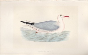 1867年 Bree ヨーロッパの鳥類史 手彩色 木版画 カモメ科 カモメ属 ハシボソカモメ SLENDER-BILLED GULL 博物画