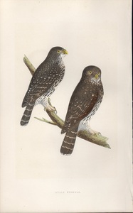 1867年 Bree ヨーロッパの鳥類史 手彩色 木版画 フクロウ科 スズメフクロウ属 スズメフクロウ STRIX PUSILLA 博物画