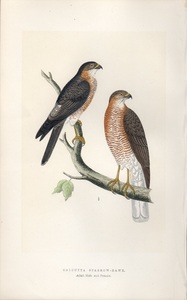 1867年 Bree ヨーロッパの鳥類史 手彩色 木版画 タカ科 オオタカ属 タカサゴダカ CALCUTTA SPARROW-HAWK 雄 成鳥 雌 博物画