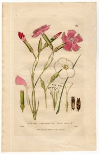 1835年 Baxter 手彩色 銅版画 Pl.81 ナデシコ科 ナデシコ属 カーネーション DIANTHUS CARYOPHYLLUS