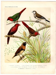 1880年 Canaries and Cage Birds 多色石版画 ヒノマルチョウ カノコスズメ アサヒスズメ シマコキン 博物画