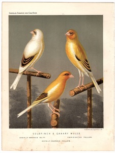 1880年 Canaries and Cage Birds 多色石版画 アトリ科 カナリア属 ゴシキヒワとカナリアの交雑種 ミュール 3種 博物画
