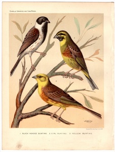 1880年 Canaries and Cage Birds 多色石版画 ホオジロ科 ホオジロ属 ズグロチャキンチョウ ノドグロアオジ ノジコ 博物画