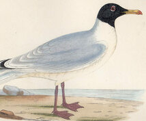 1867年 Bree ヨーロッパの鳥類史 手彩色 木版画 カモメ科 イクチアエツス属 オオズグロカモメ GREAT BLACK-HEADED GULL 博物画_画像2