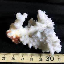 天然珊瑚・５・40g（フィリピン産海洋生物標本）　_画像1
