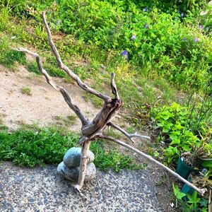  Japan sea. driftwood **W10**67.×40×18.* aquarium * display * terrarium * moss lium* water plants * breeding material * craft * raw . flower * put on raw plant 