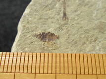 コロラド州フローリッサントフォッシルベッドの昆虫化石6点セット_画像7