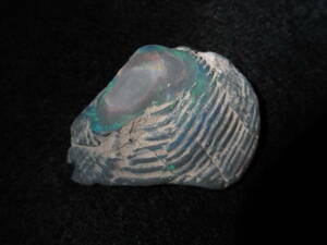 . fossil opal semi black toligonia triangle .