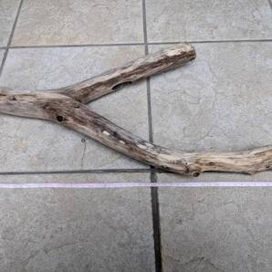 ☆天然流木 水槽 1点物 アクアリウム オブジェ アート 50×28.5×6.5cm 大和川河口 爬虫類 インテリア 大型
