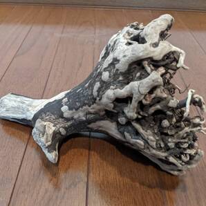 ☆天然流木 水槽 1点物 アクアリウム オブジェ アート 18.5×15.5×24cm 大和川河口 爬虫類 インテリア 根