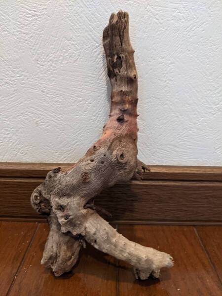 ☆天然流木 水槽 1点物 アクアリウム オブジェ アート 20×11×4.5cm 大和川河口 爬虫類 インテリア