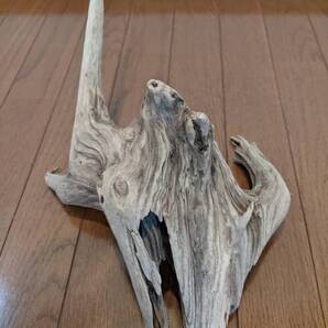 ☆天然流木 水槽 1点物 アクアリウム オブジェ アート 25.5×34.5×18cm 大和川河口 爬虫類 インテリア