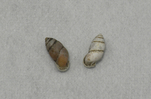 貝の標本 Pupinella swinhoei 10mm.10.5mm.2pcs. 台湾