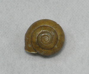 貝の標本 Satuma contaria 25.2mm. 台湾