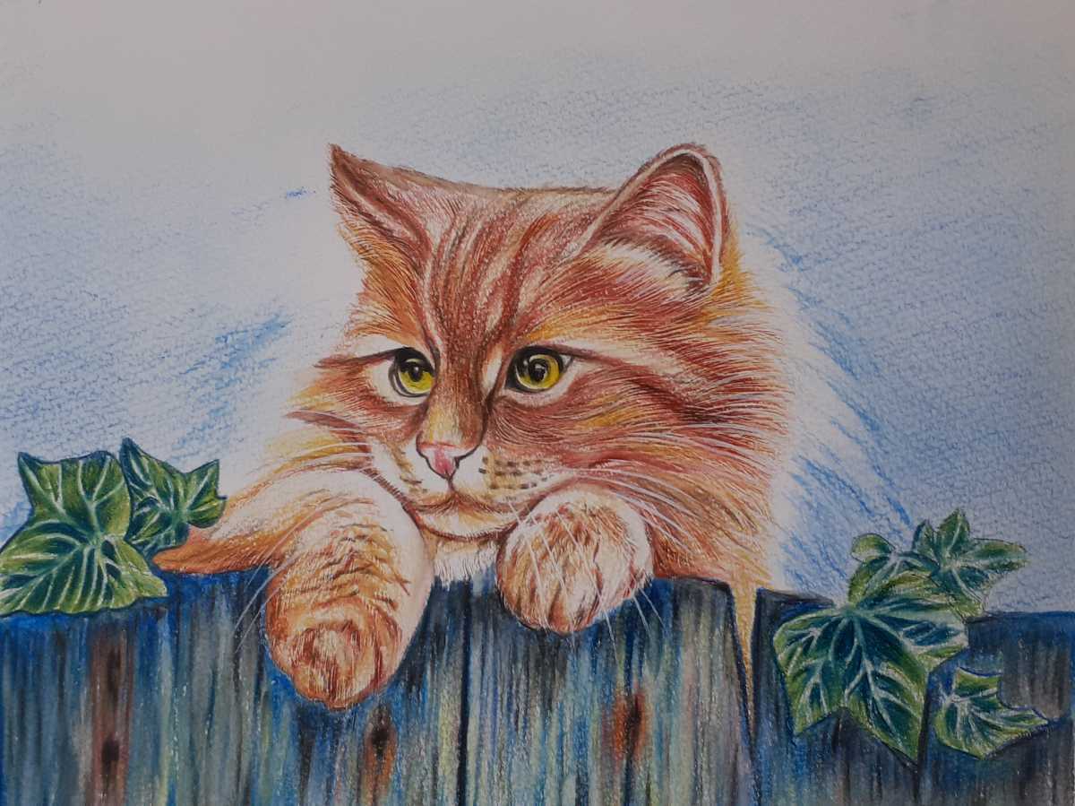आराम करती हुई बिल्ली का रंगीन पेंसिल चित्र, कलाकृति, चित्रकारी, पेंसिल ड्राइंग, चारकोल ड्राइंग