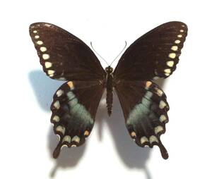 蝶 標本 Papilio troilus