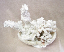 【アンティーク置物】珊瑚の置物《珍品》サンゴ　ホワイト　☆手渡しでお願い致します！_画像5