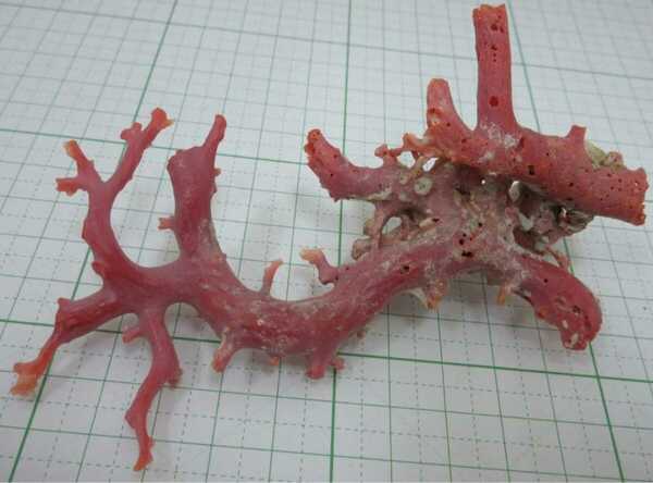 【TOP】血赤珊瑚 サンゴ 30.2g 枝 拝見 オブジェ ルース 根付 a815.