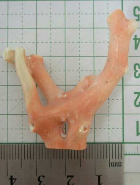 【TOP】桃珊珊瑚 サンゴ 9.32g 枝 ルース 根付 b146.