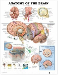 ポスターkk859脳の人体解剖学解剖図人体ミッドカル教育60x77cm