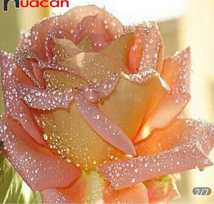 【ダイヤモンドアート・キット】薔薇
