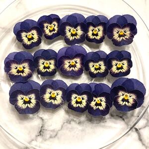 【国産押し花アソート】パープルホワイトのビオラアソート