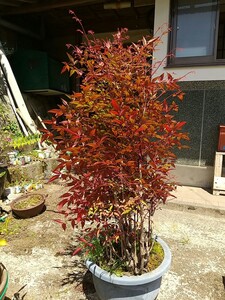 観葉植物苔付き観葉植物 高さ