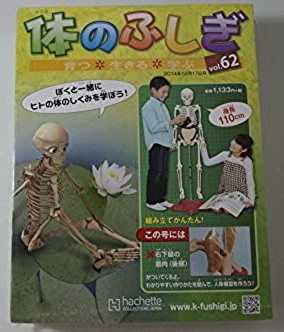「体のふしぎ」Vol.62 2014年12月17日号 右下腿の筋肉(後部) 未開封/新品 アシェット・コレクションズ・ジャパン