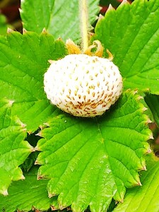 白いいちご★★ 抜き苗 5株