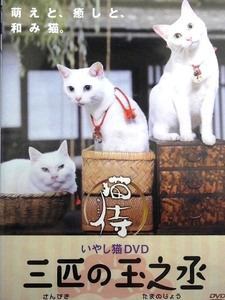 80_3755 猫侍 いやし猫 DVD 三匹の玉之丞／(出演)向後恵美 鈴木杏奈 千田会美