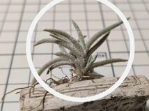 Tillandsia capillaris Tarija ex. E** チランジア カピラリス タリハ 子株 2018年購入_画像1