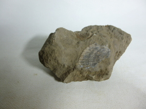 旧家から　化石　貝化石　岩付き　原石　/盆栽用品 　盆石