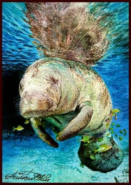 ☆☆☆ Watercolor painting, relaxing and leisurely Manatee cleaner, Painting, watercolor, Animal paintings
